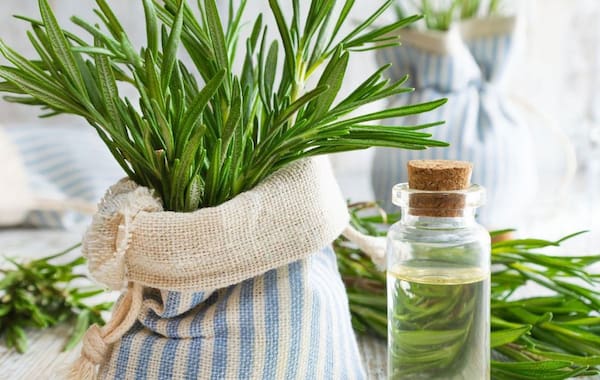 تصویر 1 از قیمت خرید اسانس گیاه رزماری + فروش ویژه